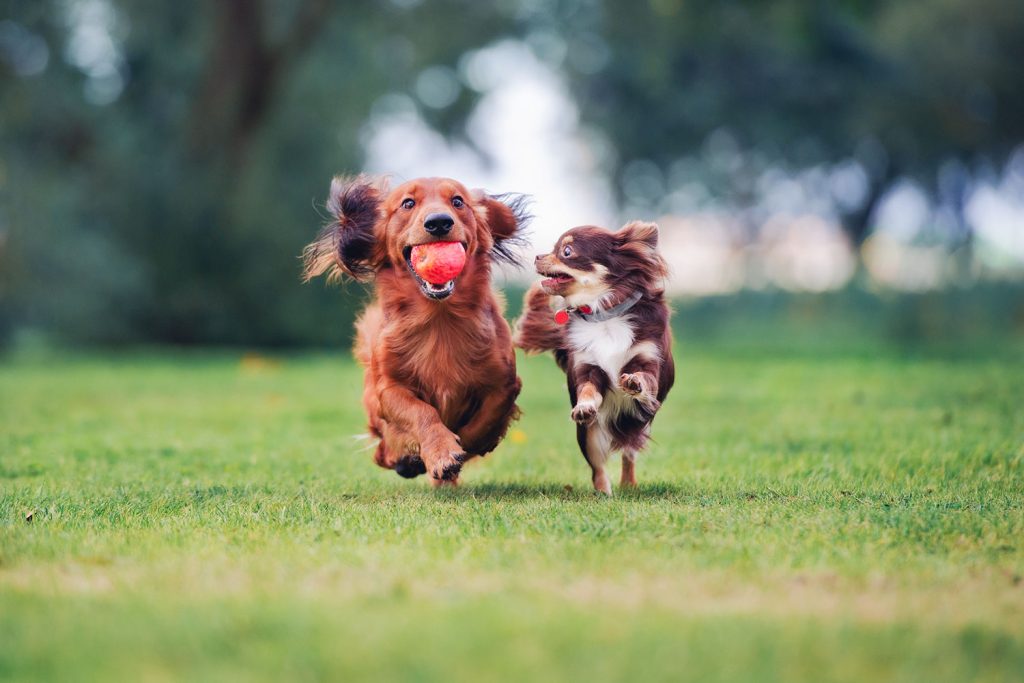 deux petits chiens marchant à l'extérieur