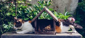Huiskat in de tuin van een woning
