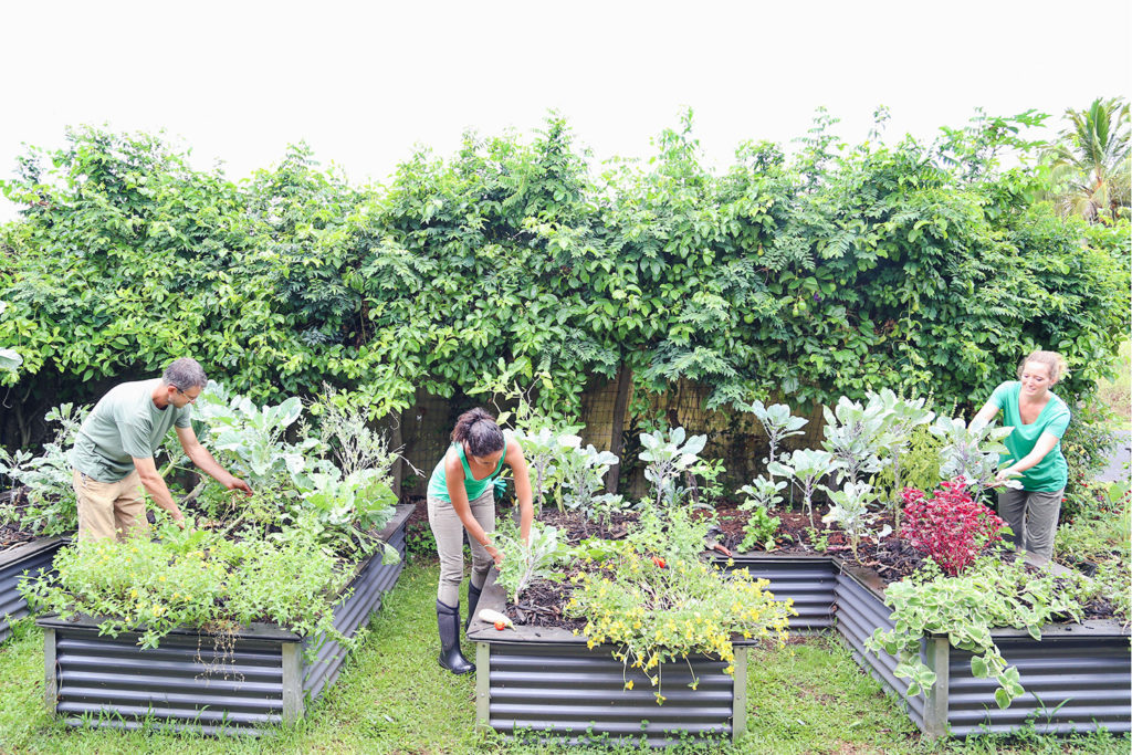 gedeelde tuin cohousing project samen groenten kweken