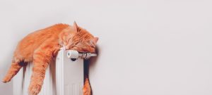 slapende kat op verwarming