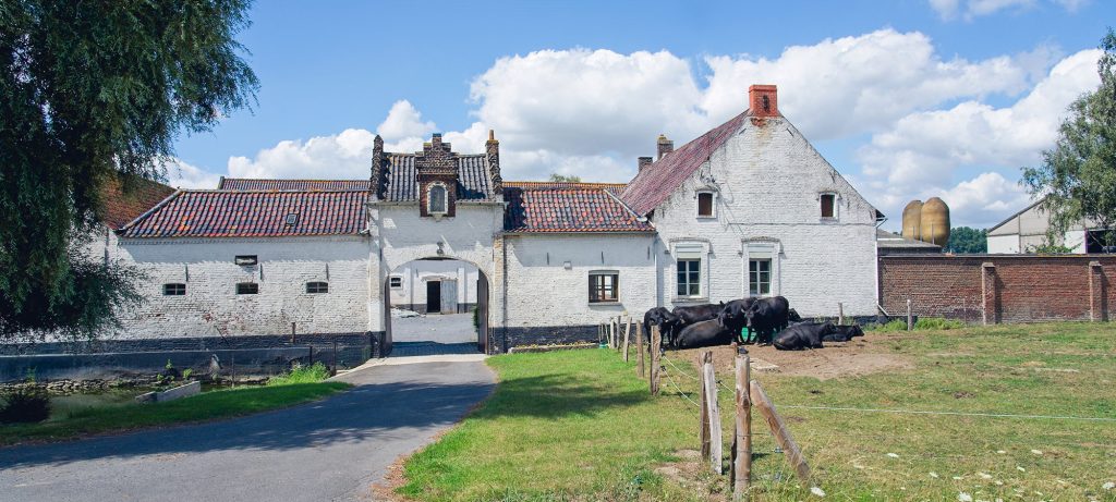 Belgische boerderij met koeien