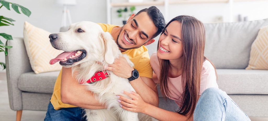 Couple dans un salon embrassant un golden retriever